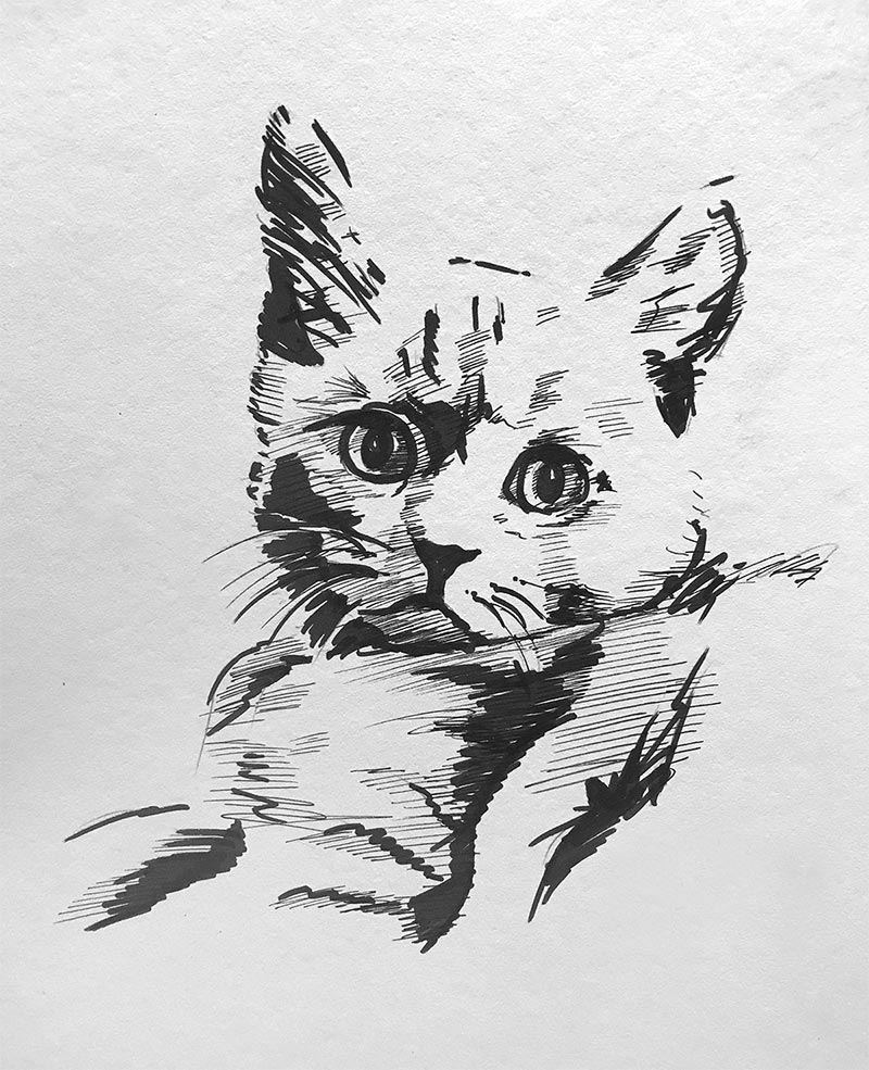 Skizze einer Katze mit Tusche