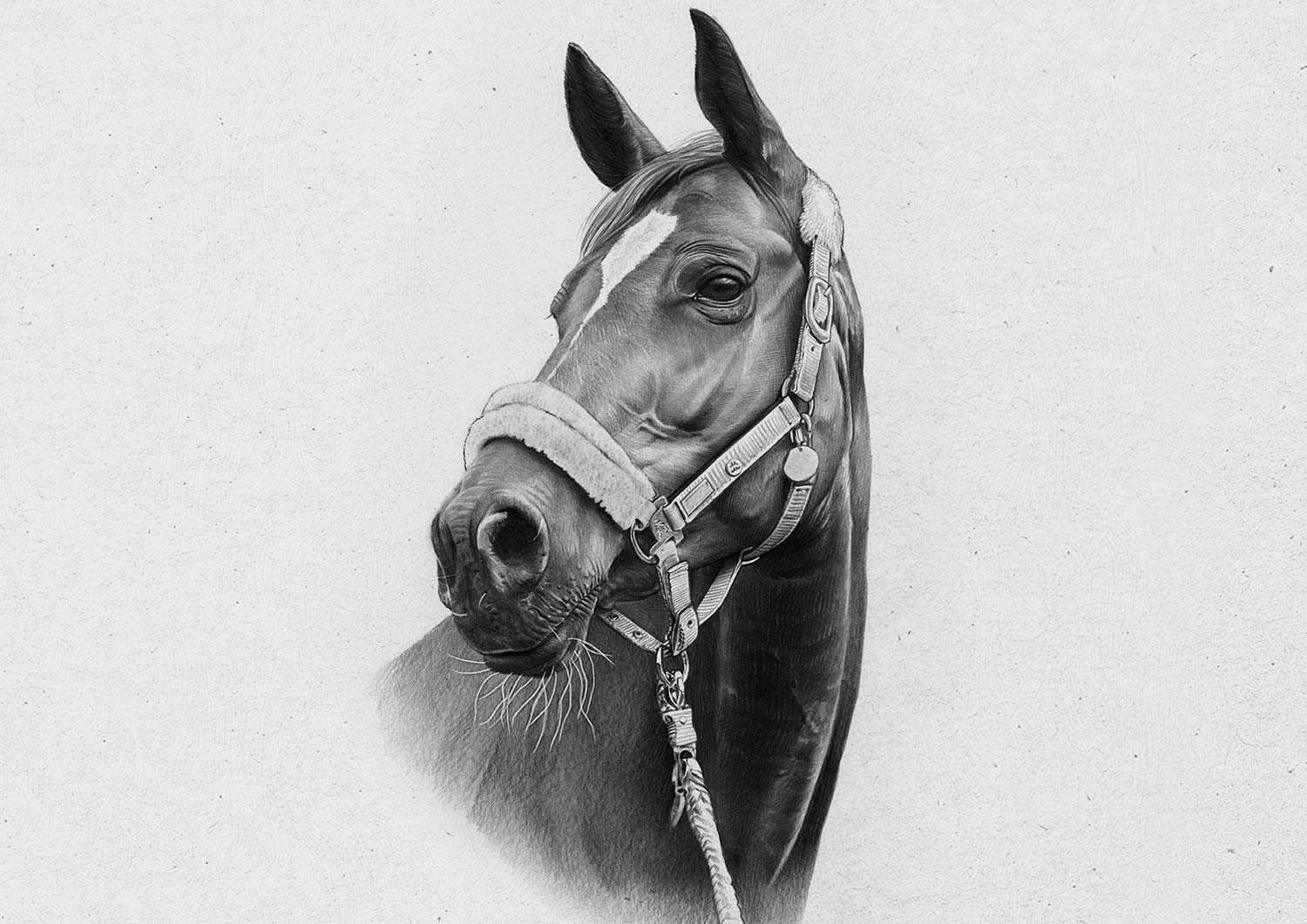 Portraitzeichnung Pferd