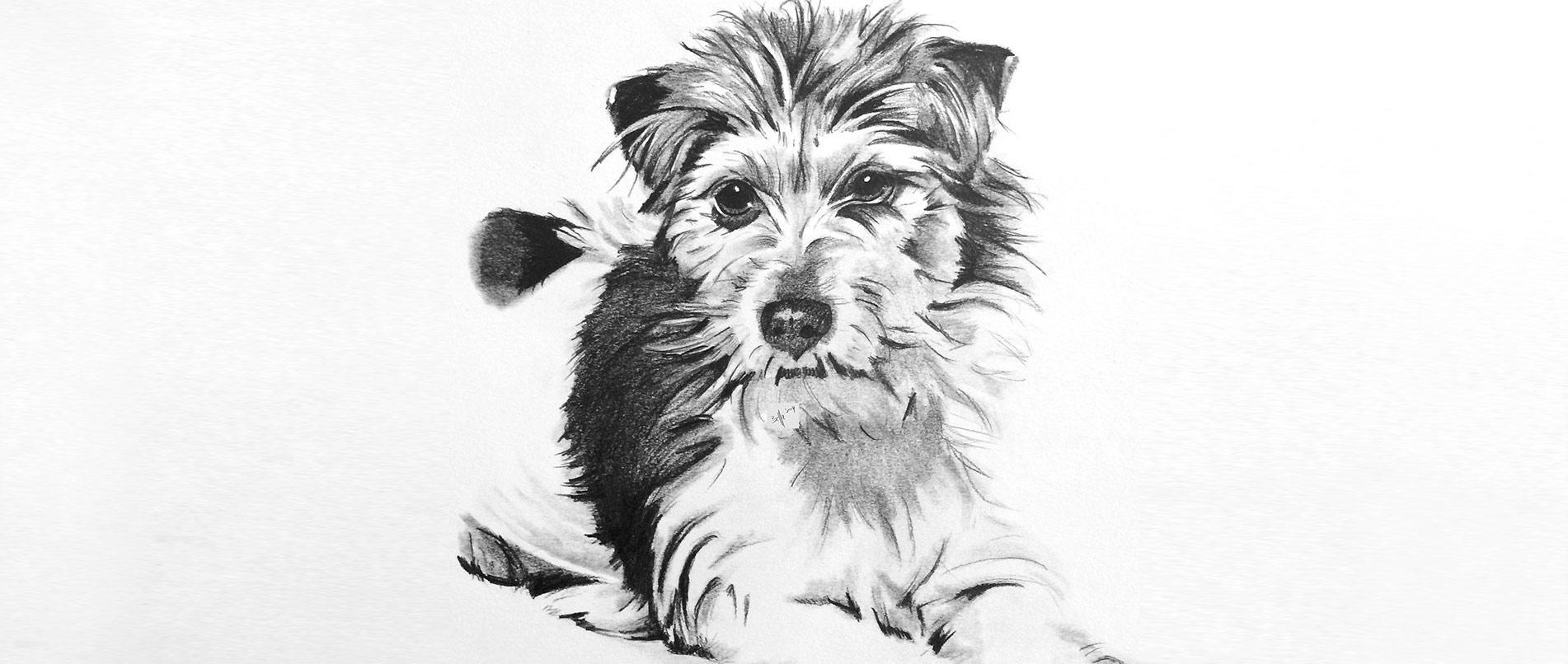 Hundezeichnung mit Bleistift und Graphit