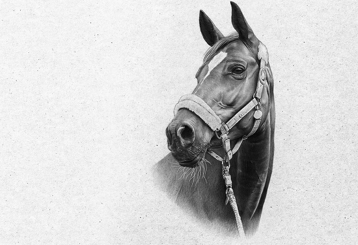 Pferd zeichnen lassen nach Fotovorlage