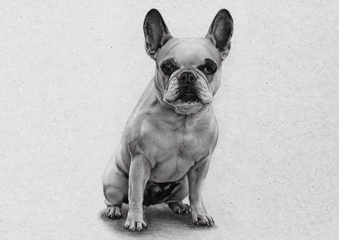 Hund zeichnen lassen als Bleistiftzeichnung - englische Dogge